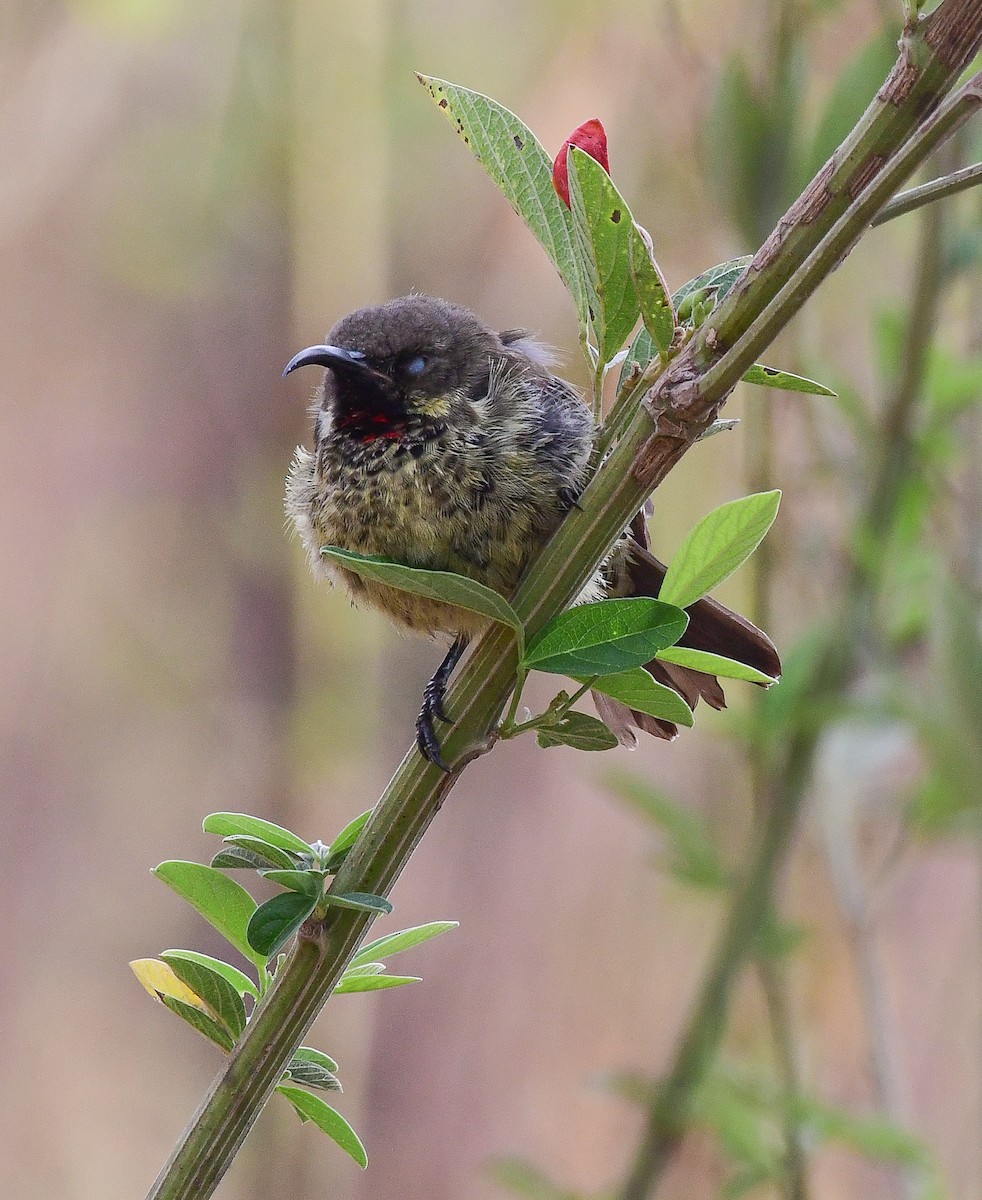 Scarlet-chested Sunbird - ML641594816