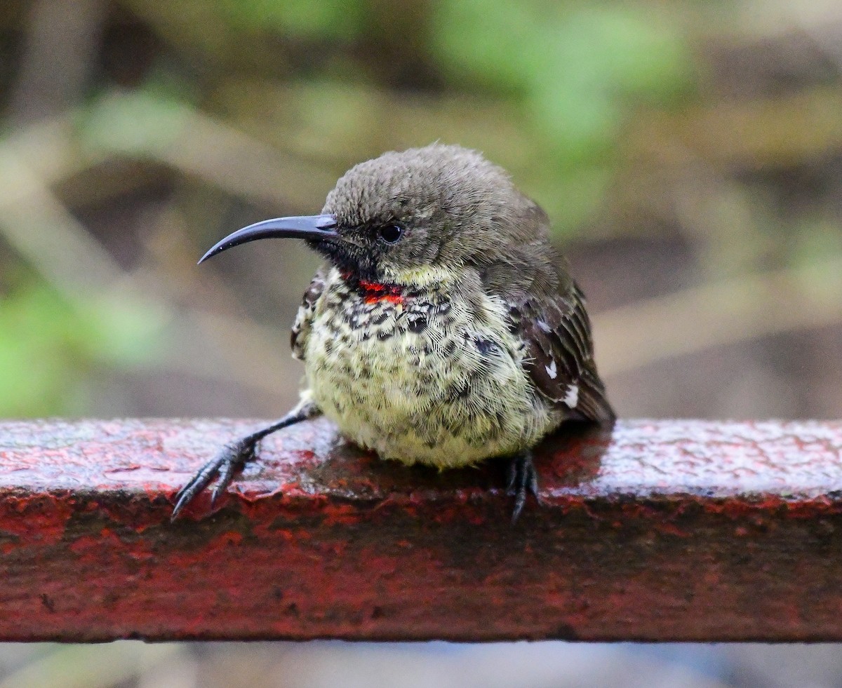 Scarlet-chested Sunbird - ML641594830