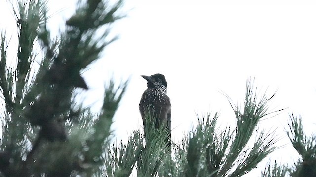 Southern Nutcracker - ML641594847