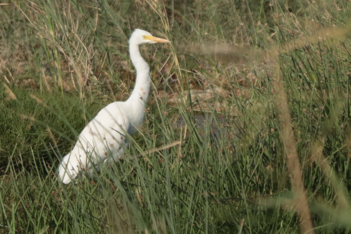 Yellow-billed/Medium Egret - ML641594851