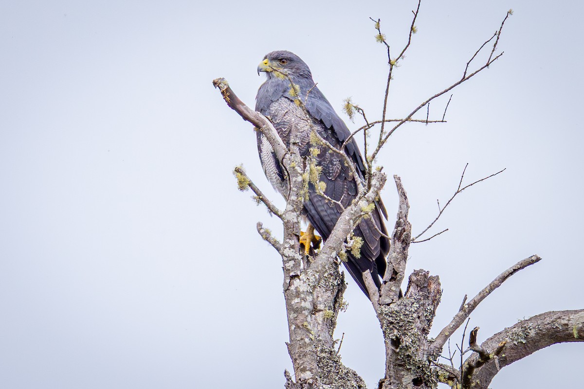 Black-chested Buzzard-Eagle - ML641594884