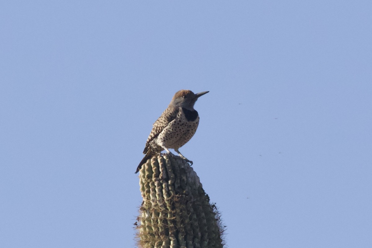 Gilded Flicker - ML641594944