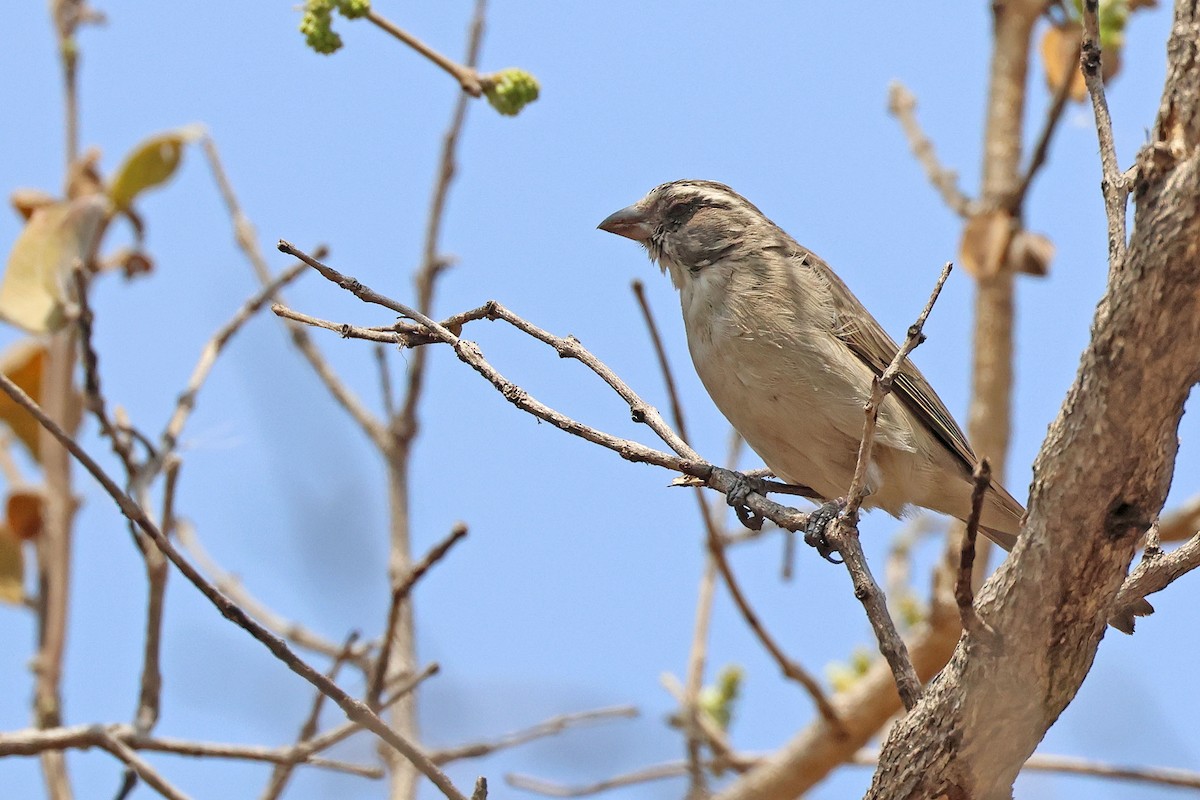 Streaky-headed Seedeater - ML641594976
