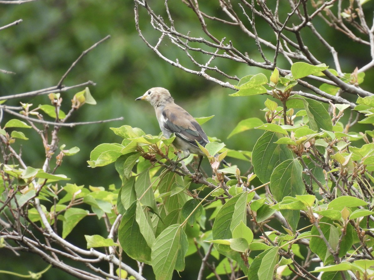 Chestnut-cheeked Starling - ML641595017