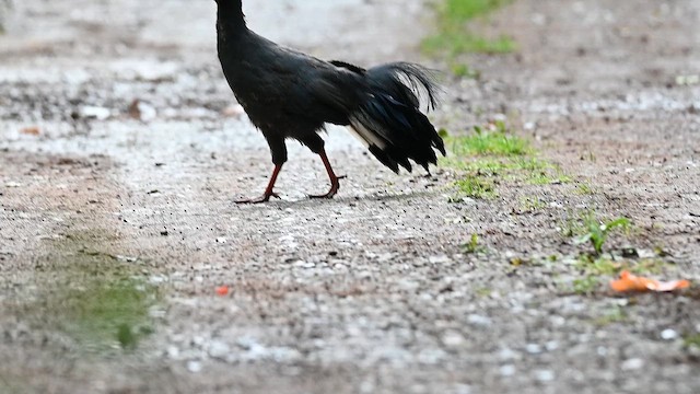 Blue Eared-Pheasant - ML641595020