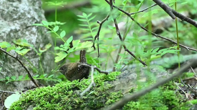 Eurasian Wren (Eurasian) - ML641595022