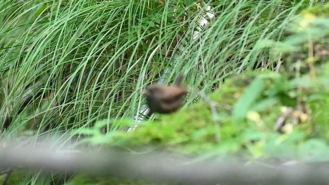 Eurasian Wren (Eurasian) - ML641595023
