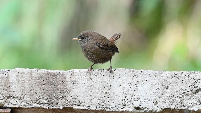 Eurasian Wren (Eurasian) - ML641595024
