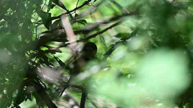 Greenish Warbler - ML641595027