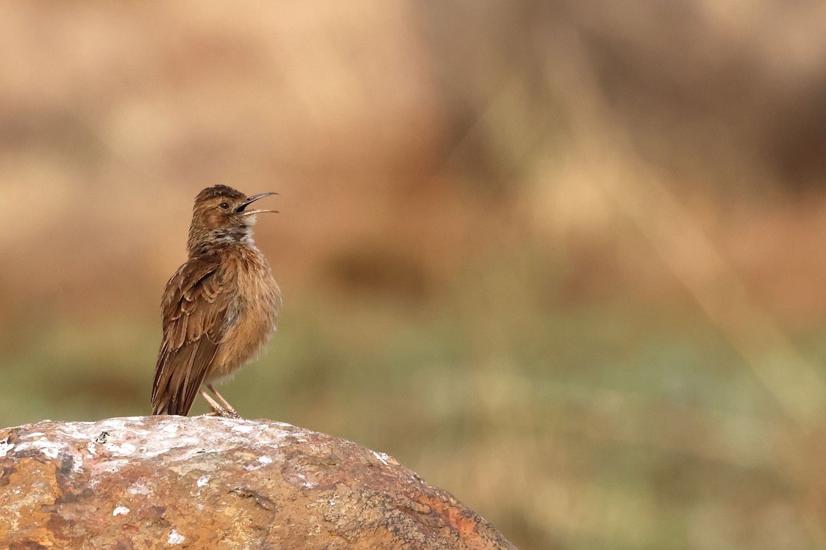 Spike-heeled Lark - ML641595040