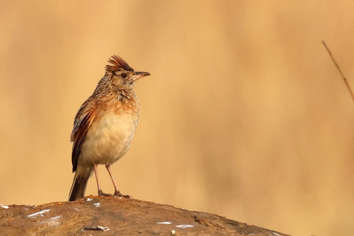 Rufous-naped Lark (Rufous-naped) - ML641595042