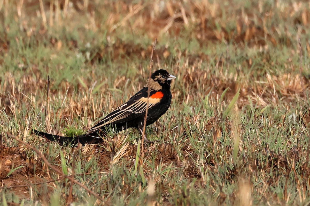 Long-tailed Widowbird - ML641595052