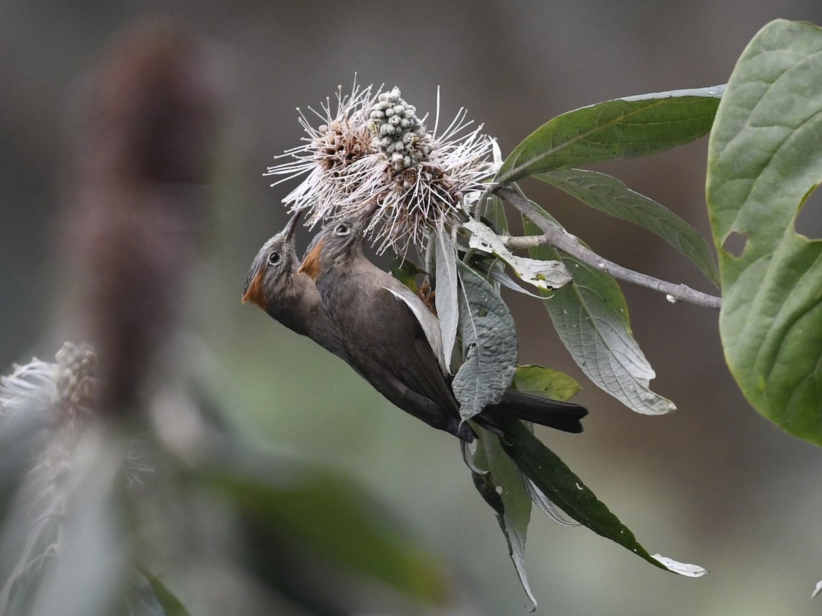 Rufous-vented Yuhina - ML641595071