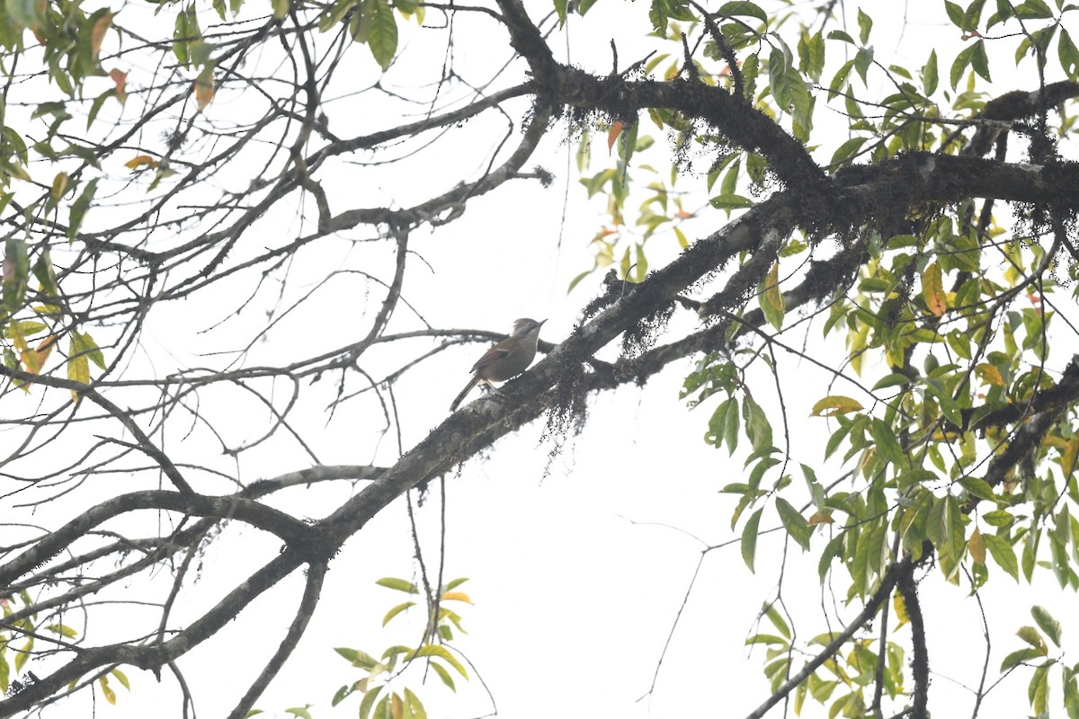 Rufous-vented Yuhina - ML641595072