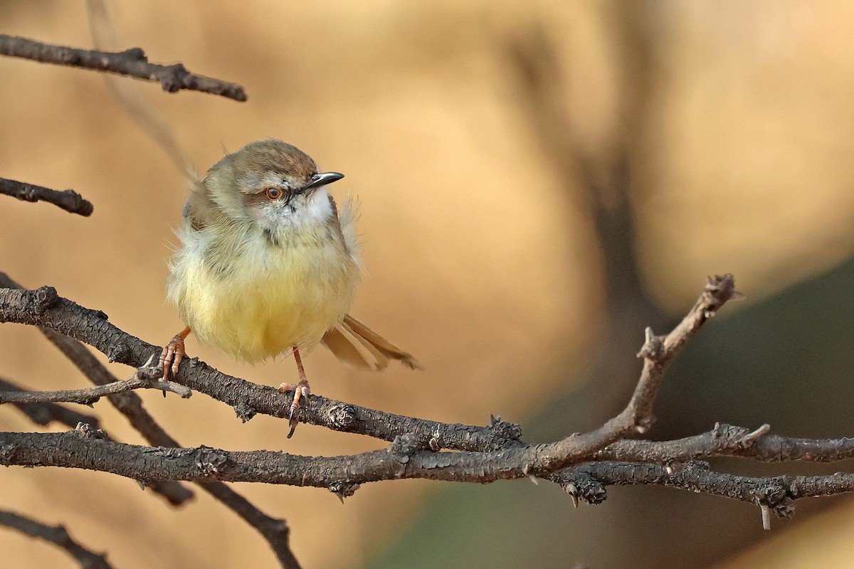 Black-chested Prinia - ML641595076