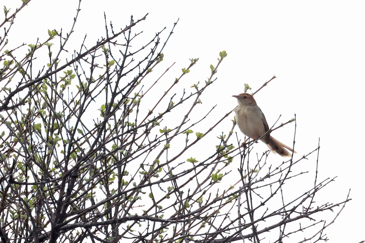 Wailing Cisticola - ML641595077