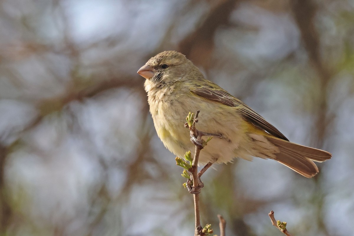 Yellow Canary - ML641595080