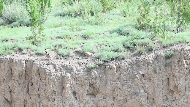 Przevalski's Partridge - ML641595097
