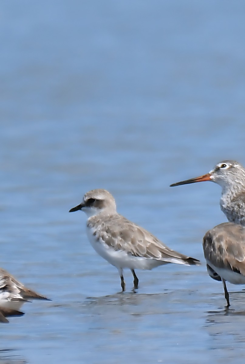 sand-plover sp. - ML641595171