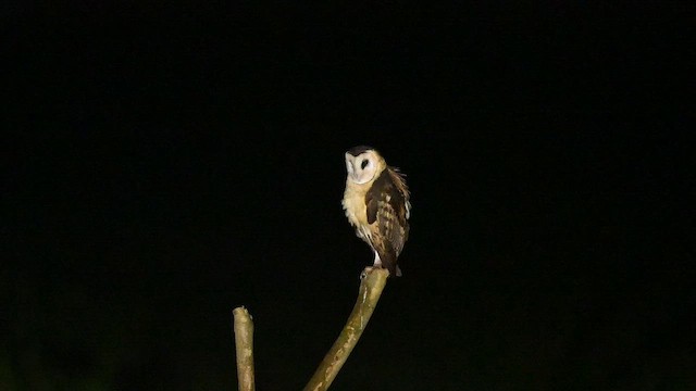 Australasian Grass-Owl - ML641595195