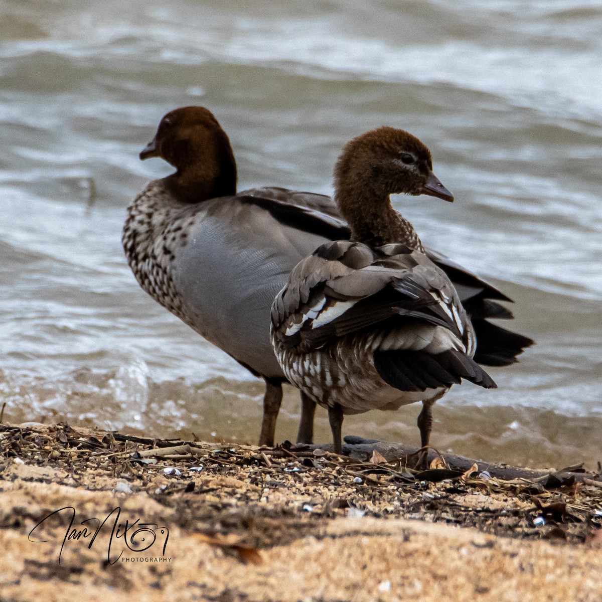 Maned Duck - ML641595205
