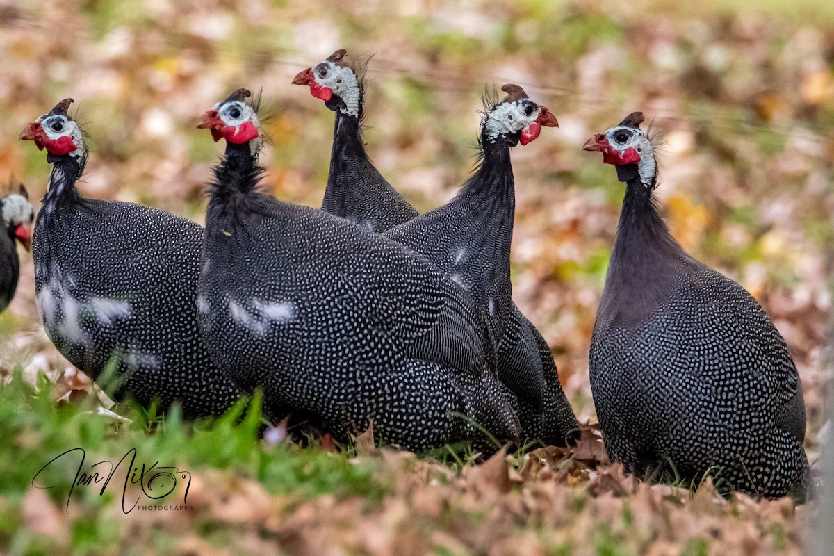 Helmeted Guineafowl (Domestic type) - ML641595207