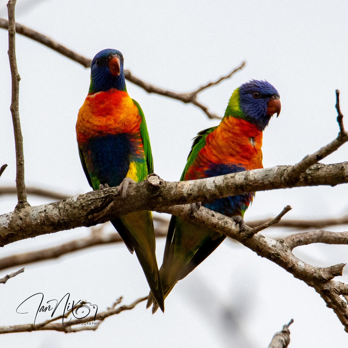 Rainbow Lorikeet - ML641595208