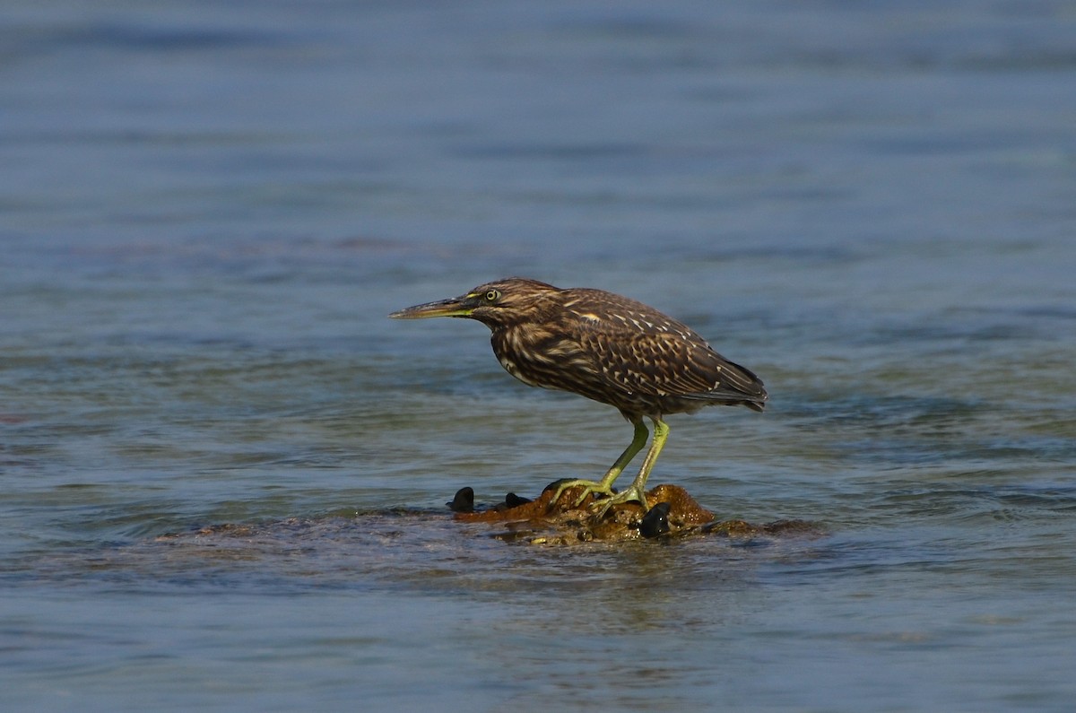 Striated Heron (Old World) - ML641595209