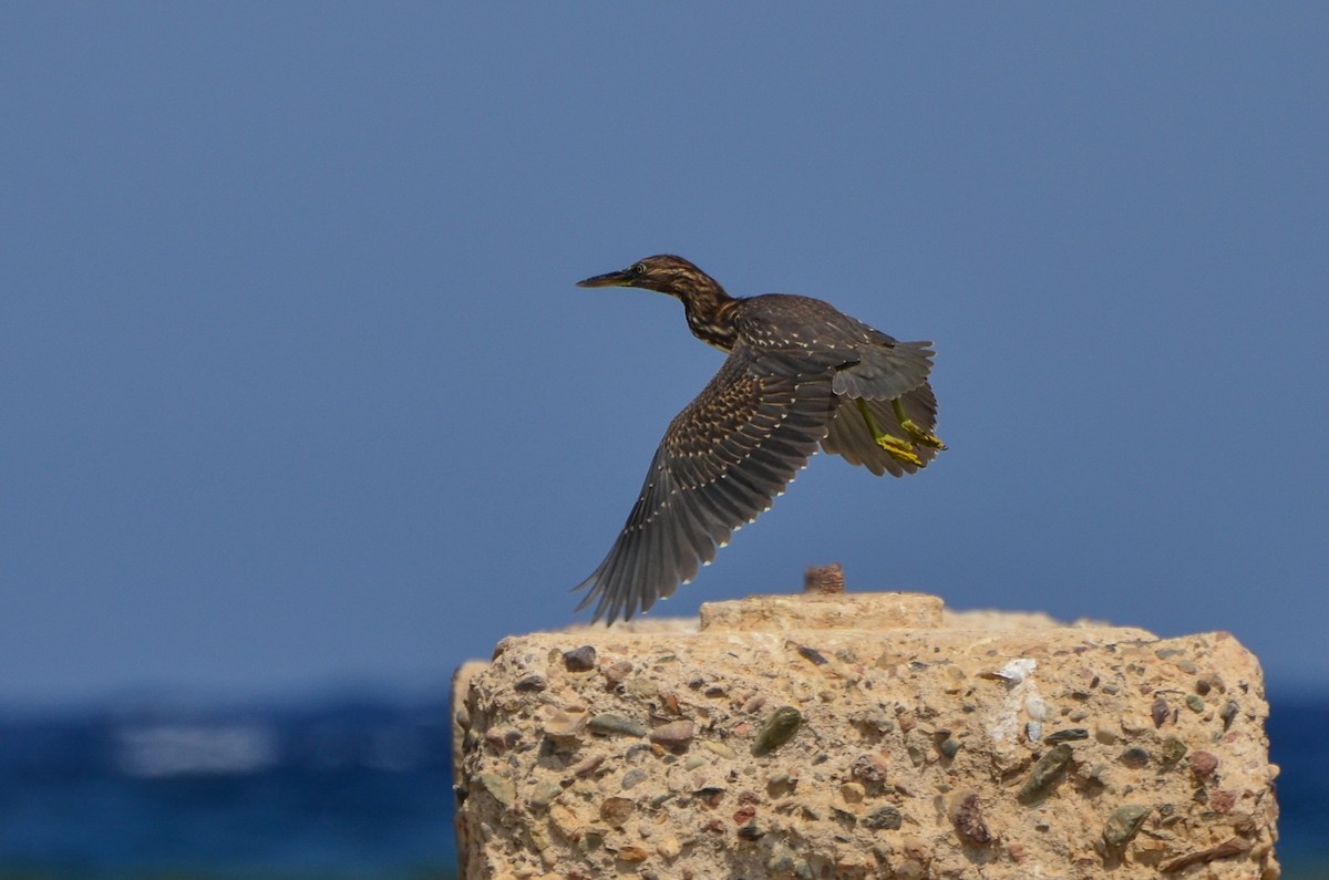 Striated Heron (Old World) - ML641595210