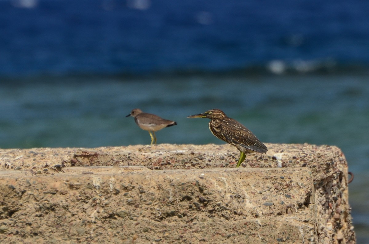 Striated Heron (Old World) - ML641595211