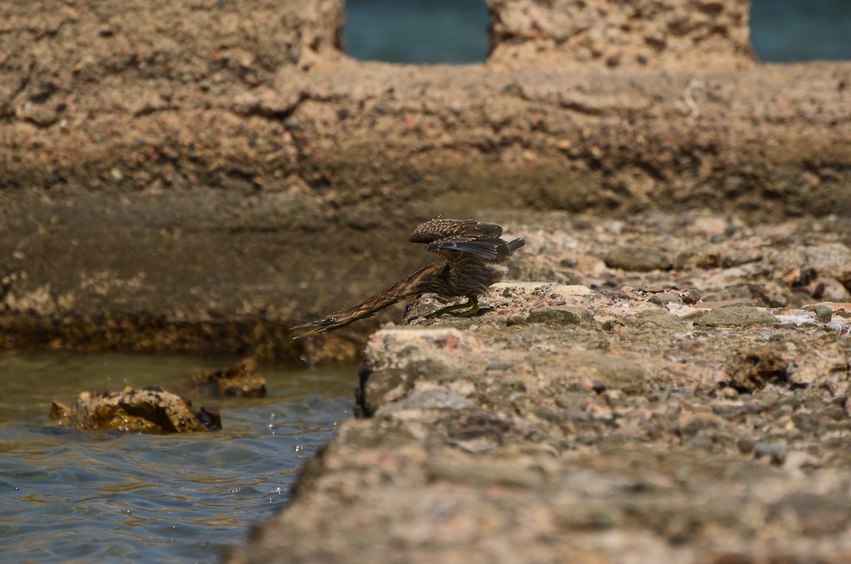 Striated Heron (Old World) - ML641595212