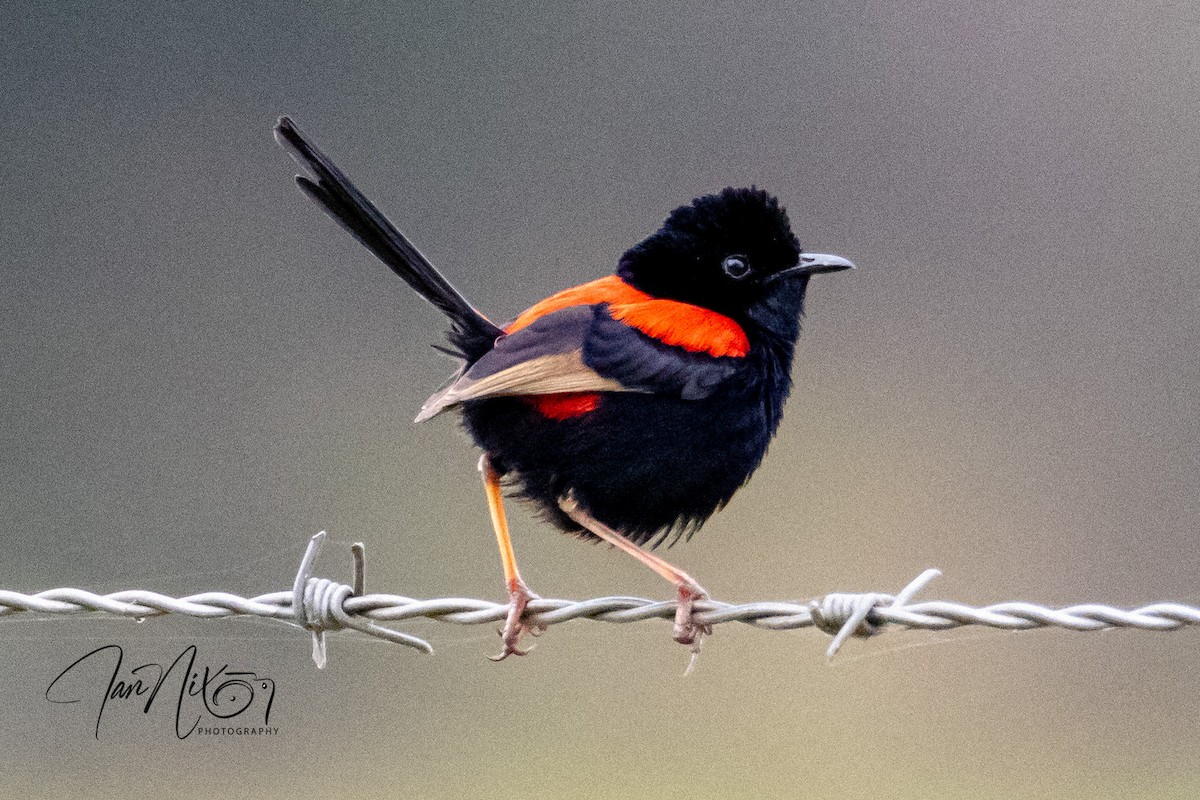 Red-backed Fairywren - ML641595214