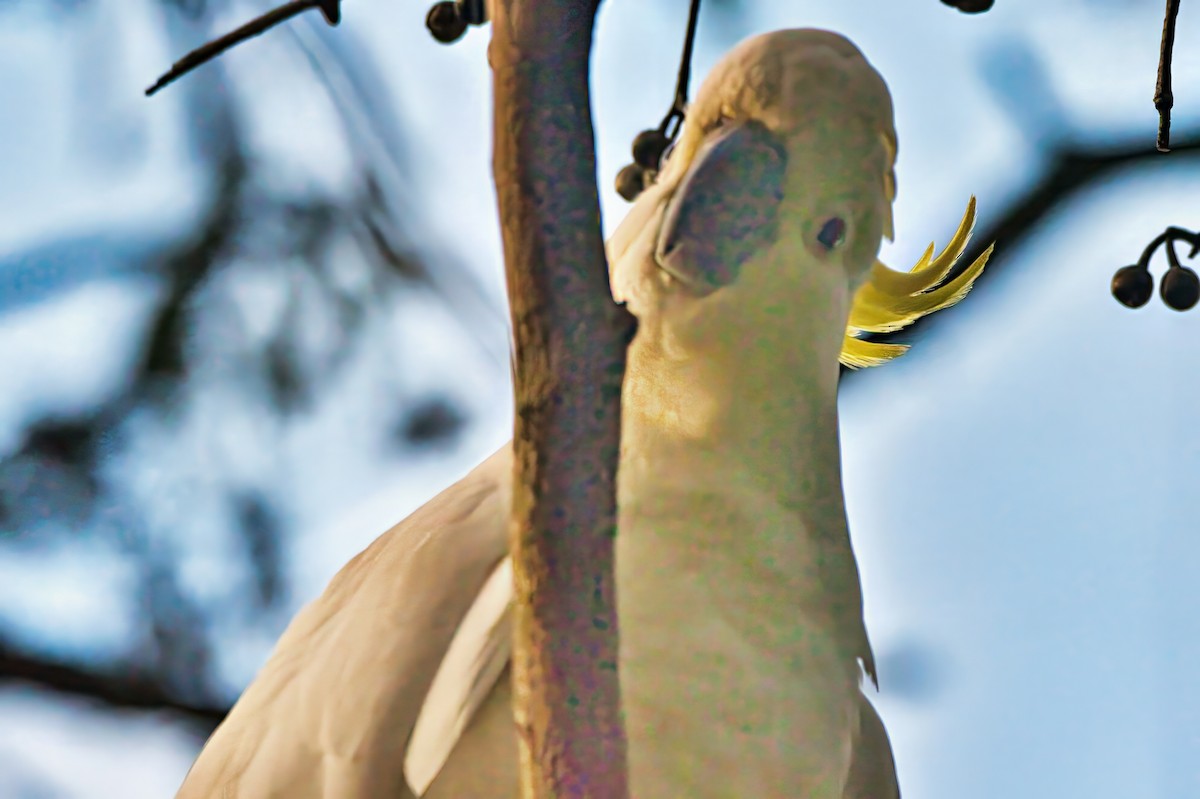 Sulphur-crested Cockatoo - ML641595215
