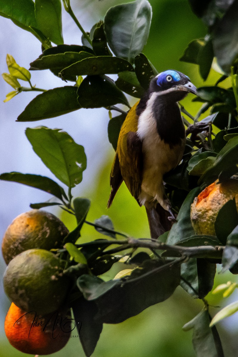 Blue-faced Honeyeater - ML641595216