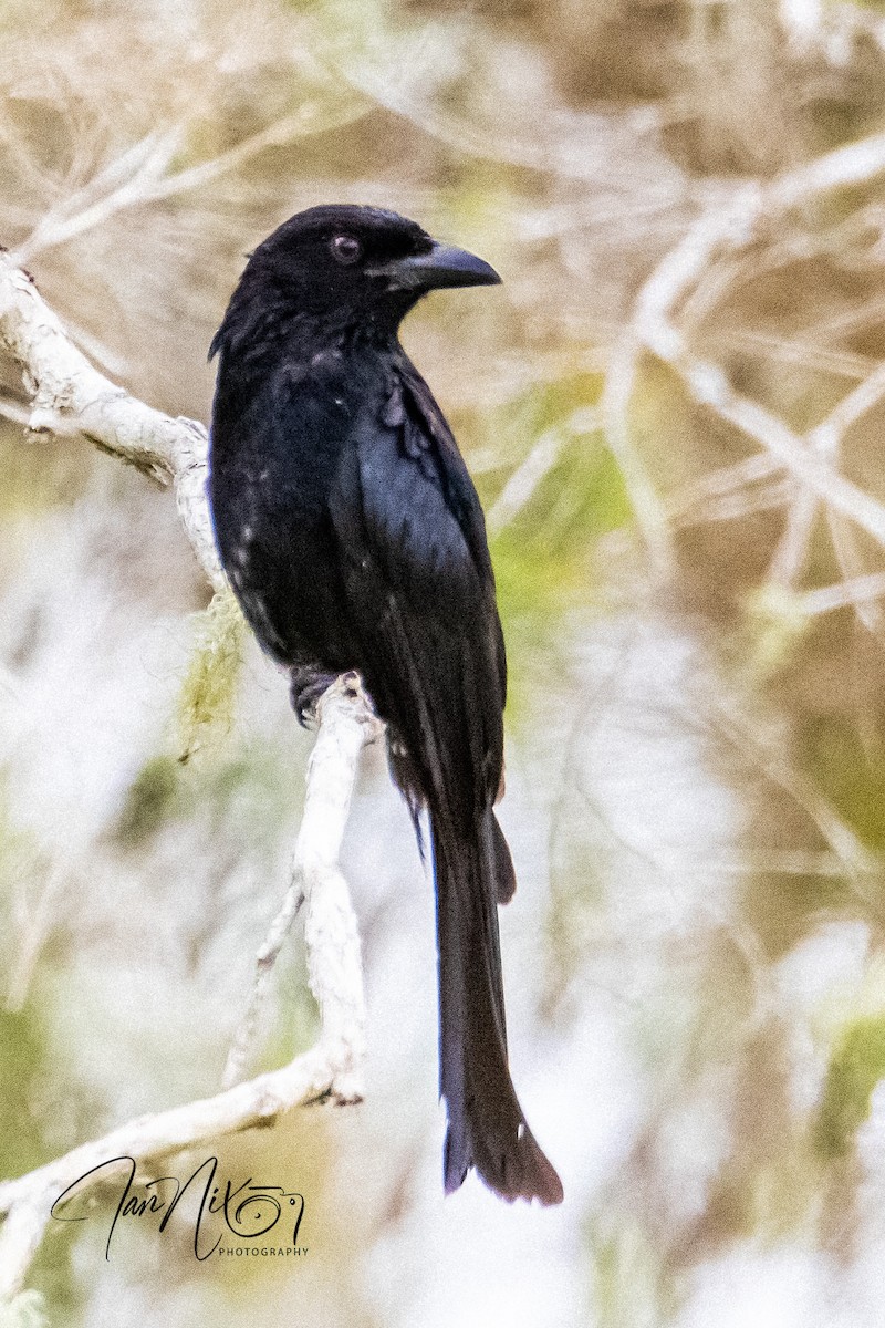 Spangled Drongo - ML641595218