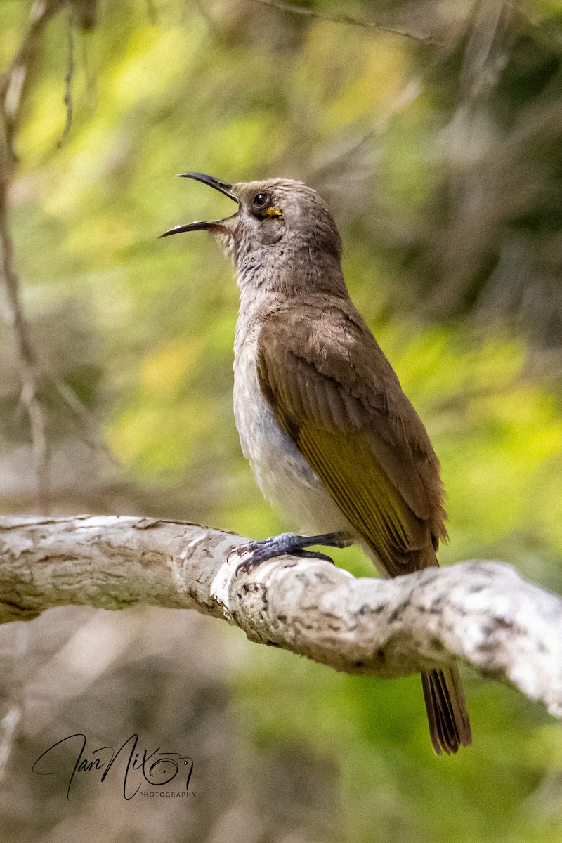 Brown Honeyeater - ML641595221