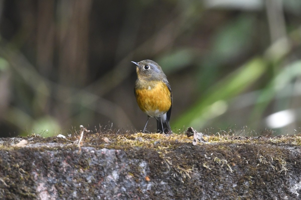 Robin de l'Himalaya - ML641595222