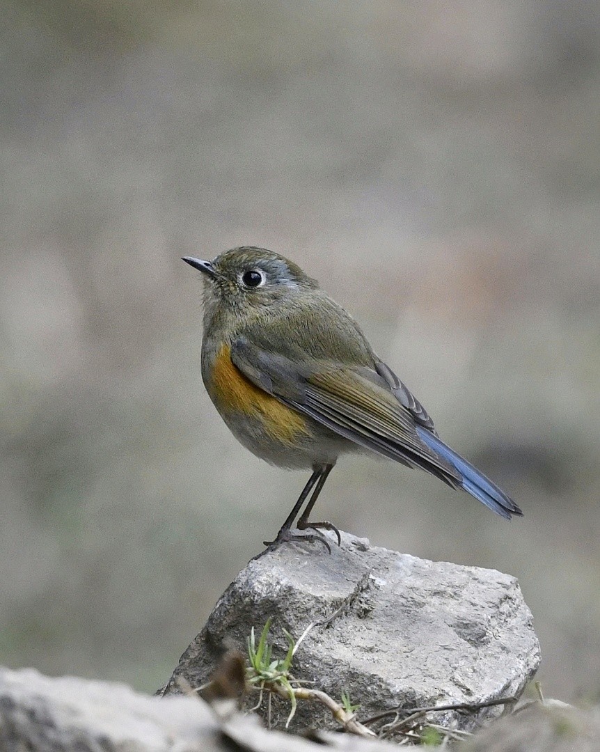 Robin de l'Himalaya - ML641595223