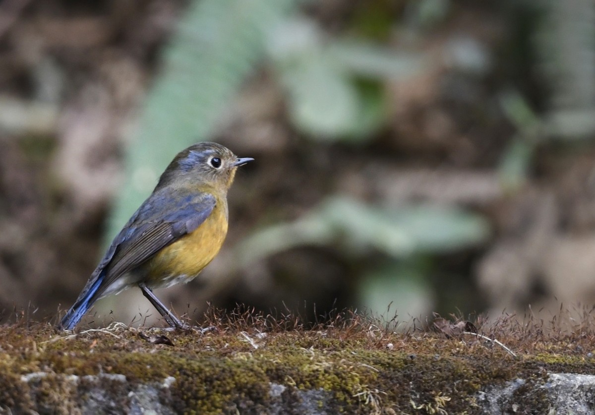 Robin de l'Himalaya - ML641595224