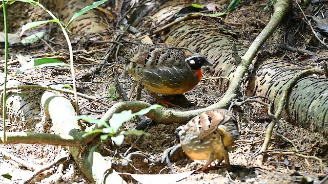 Hainan Partridge - ML641595228
