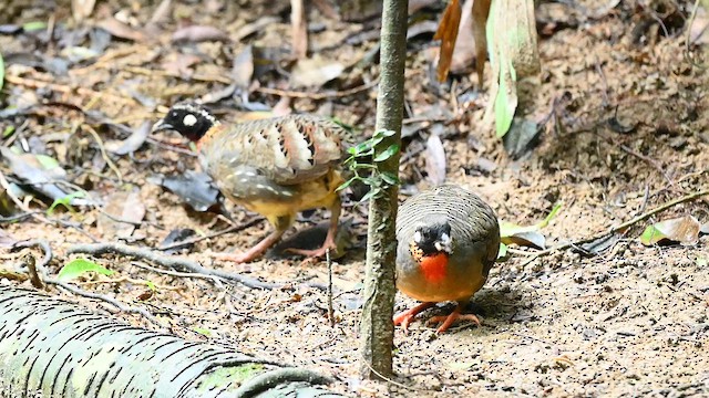 Hainan Partridge - ML641595229