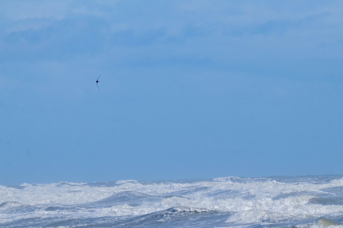 Northern Giant-Petrel - ML641595239