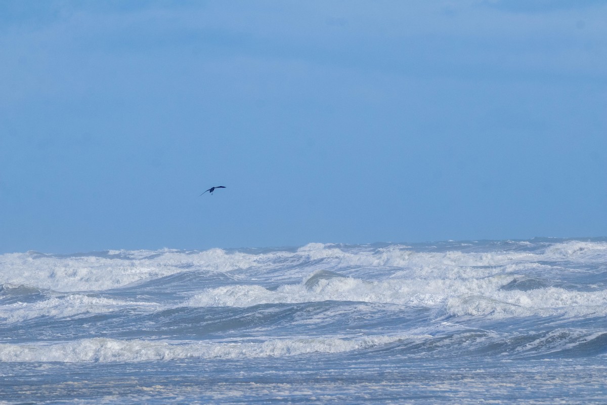 Northern Giant-Petrel - ML641595241