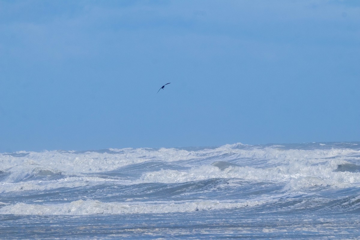 Northern Giant-Petrel - ML641595242