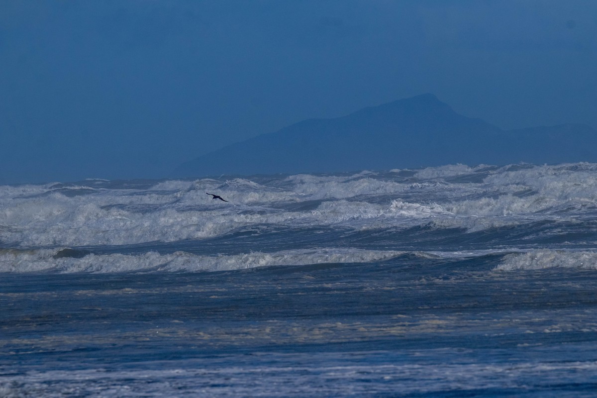 Northern Giant-Petrel - ML641595243