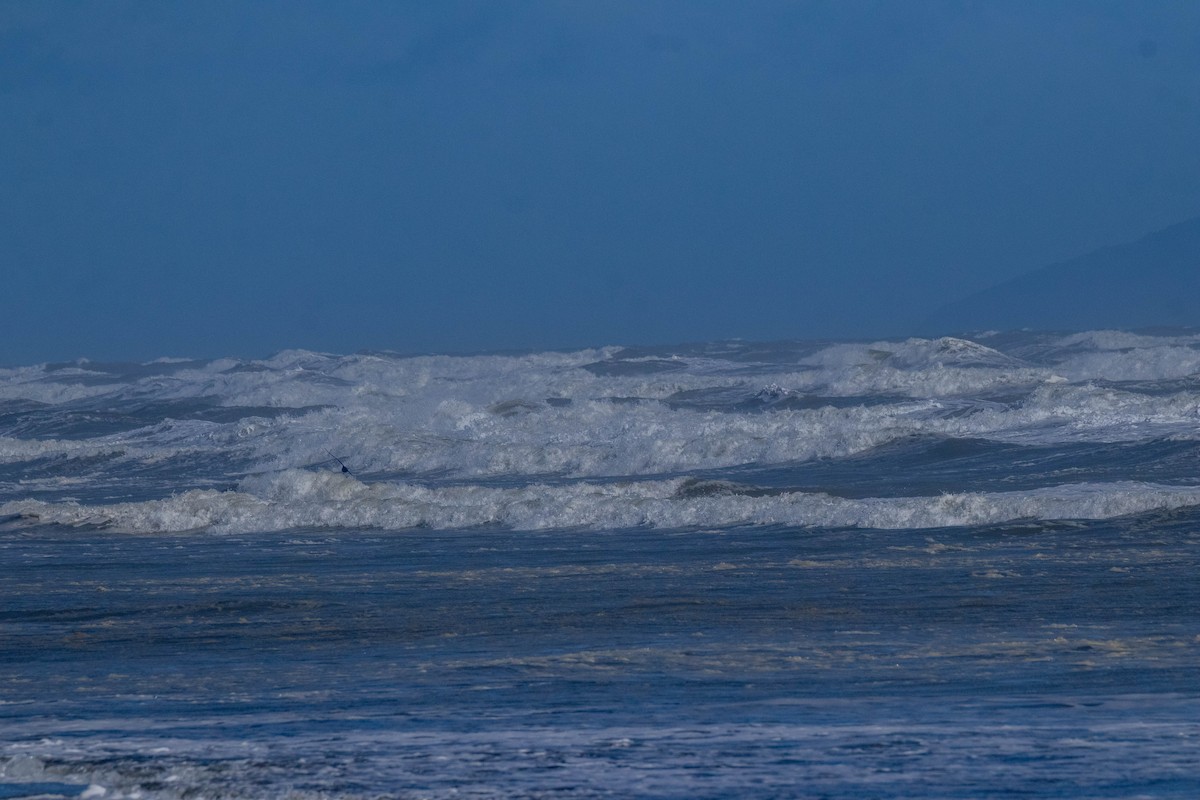 Northern Giant-Petrel - ML641595246