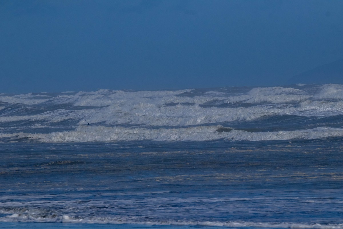 Northern Giant-Petrel - ML641595247