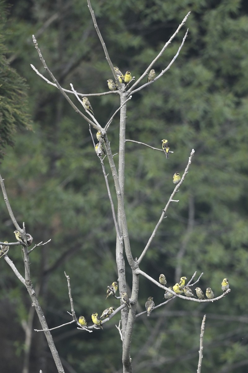 Yellow-breasted Greenfinch - ML641595268