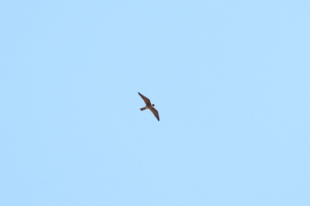 Australian Hobby - ML641595271