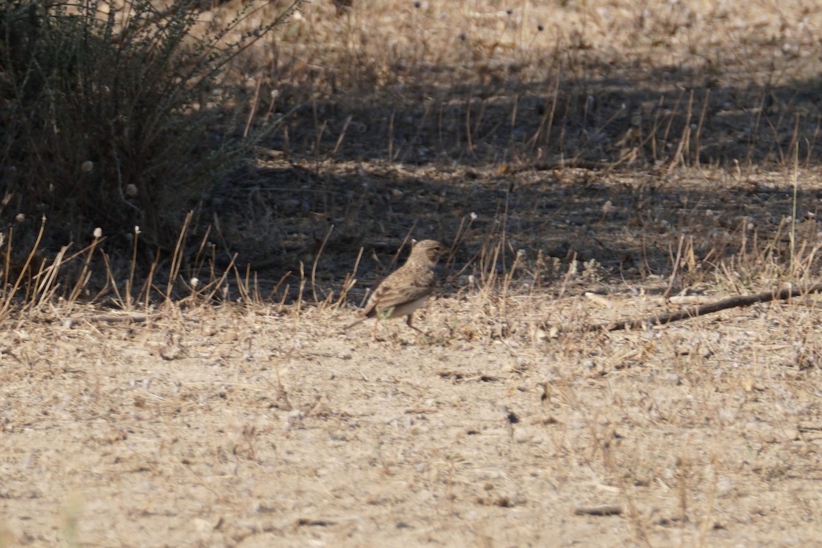 Mediterranean Short-toed Lark - ML641595272